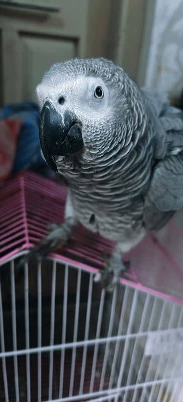 African Gray Male With DNA 5 Years 1