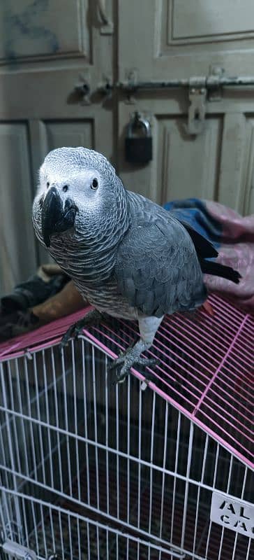 African Gray Male With DNA 5 Years 2