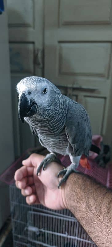 African Gray Male With DNA 5 Years 4