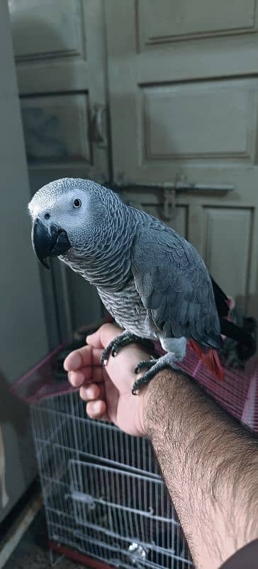 African Gray Male With DNA 5 Years 5