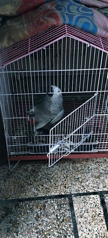 African Gray Male With DNA 5 Years 6