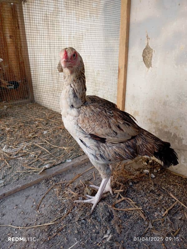 1 Heera Male, 2 Sindhi female for sale 0