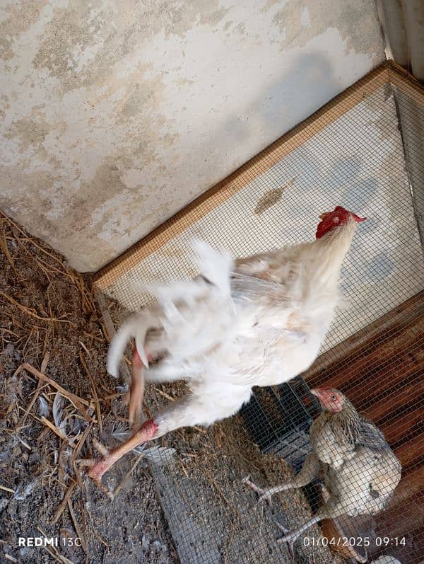 1 Heera Male, 2 Sindhi female for sale 1