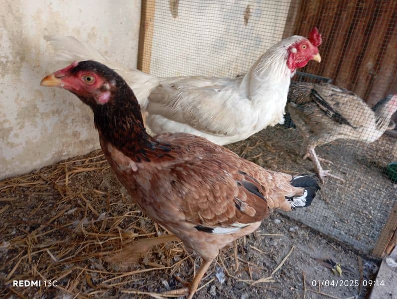 1 Heera Male, 2 Sindhi female for sale 2