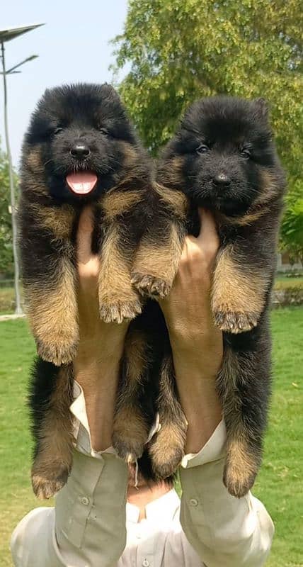 German Shepherd pair triple code 2 month for sale 1