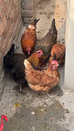 egg lying hens_daisi hen_golden misri hen-03265847592