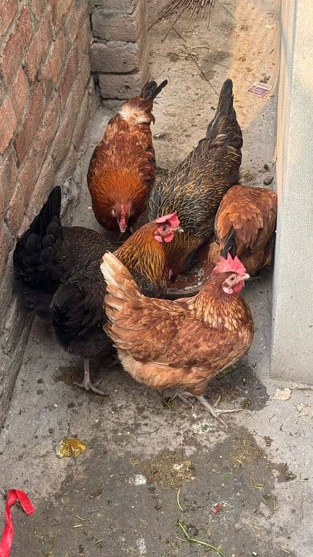 egg lying hens_daisi hen_golden misri hen-03265847592 0