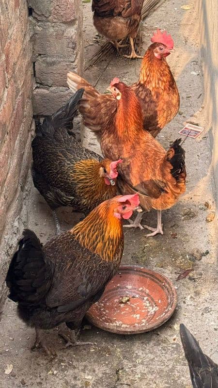 egg lying hens_daisi hen_golden misri hen-03265847592 1