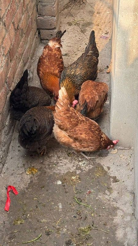 egg lying hens_daisi hen_golden misri hen-03265847592 2