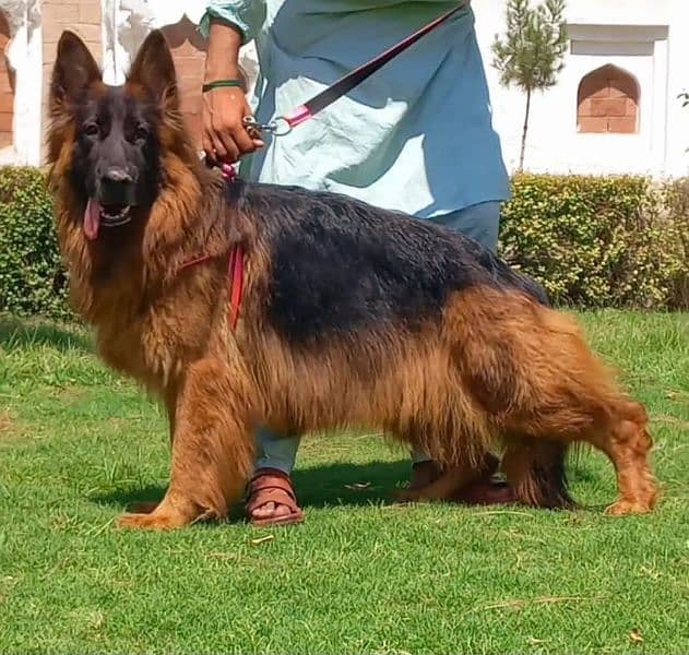 top quality pink pedigree gsd male available for sale 0