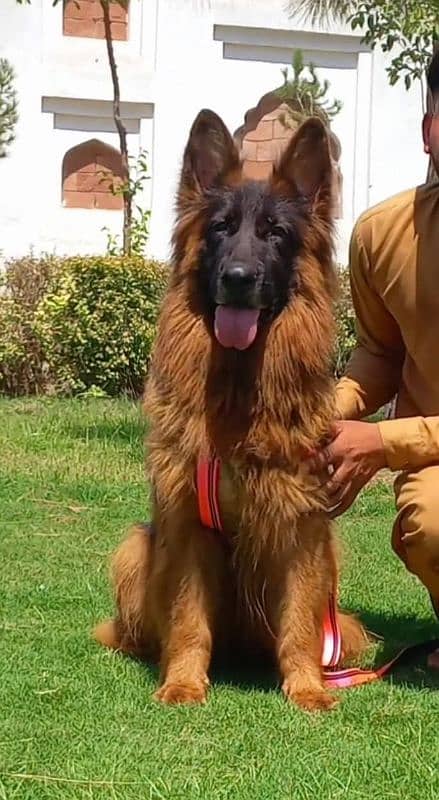 top quality pink pedigree gsd male available for sale 1