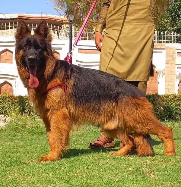 top quality pink pedigree gsd male available for sale 2