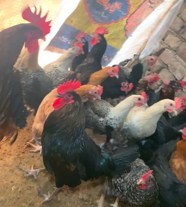 hens for sale sab 1 sat sale karny hai 0