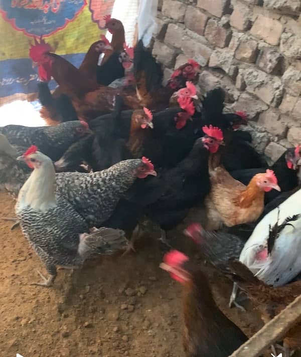 hens for sale sab 1 sat sale karny hai 1