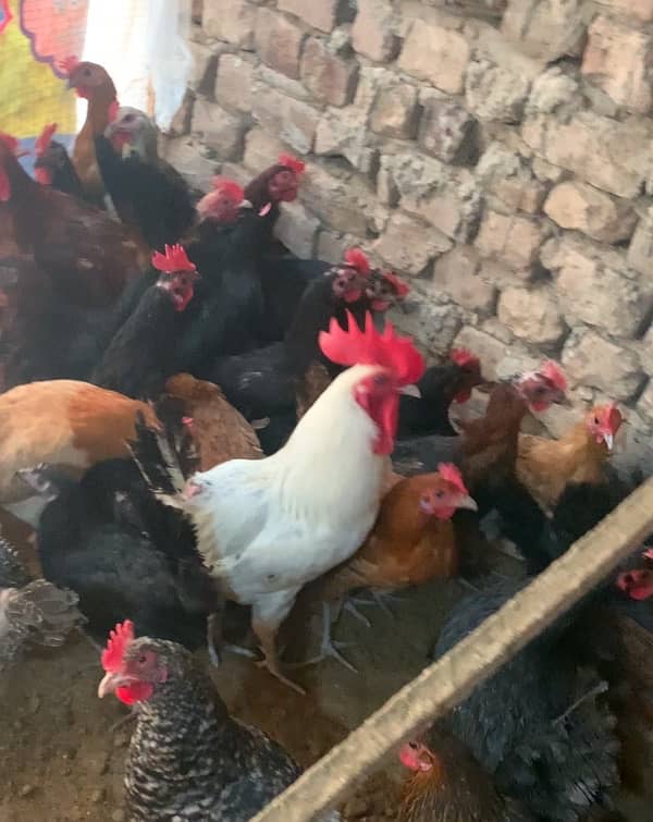 hens for sale sab 1 sat sale karny hai 2