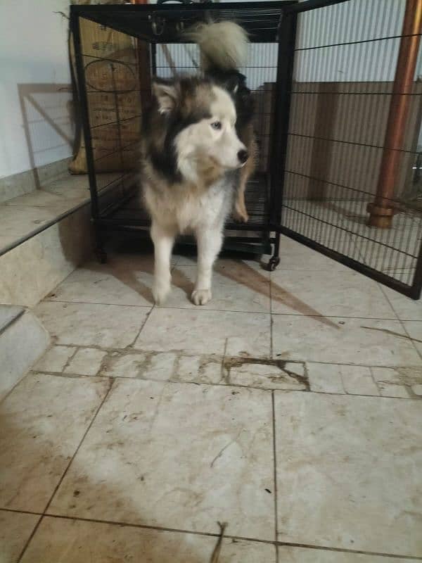 Husky pups for sale 1