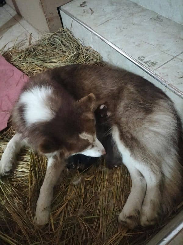 Husky pups for sale 2