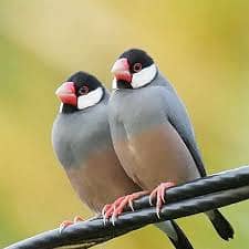 Love Birdes and gray jawa for sale 2