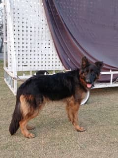 German Shepherd Male