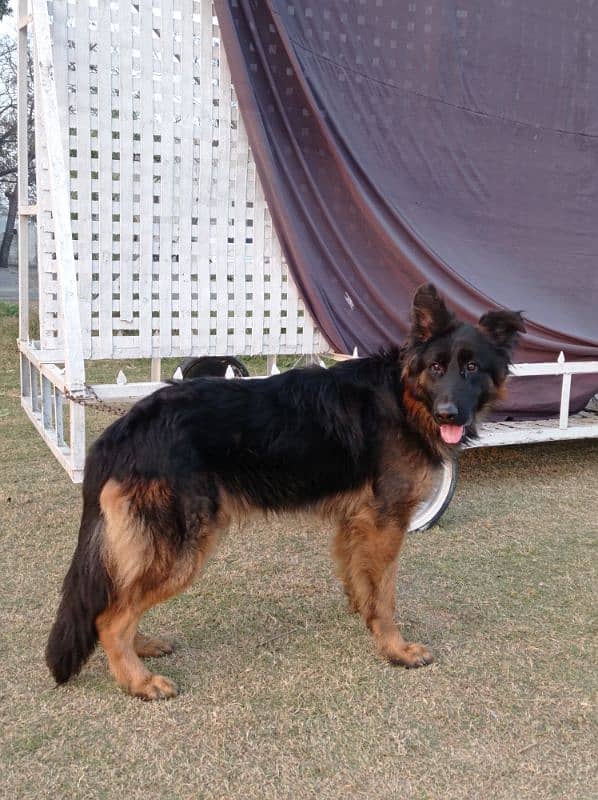 German Shepherd Male 0