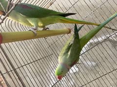 Parrots Kashmiri Raw