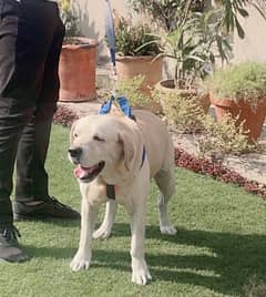 Golden labrador beautiful dog male for sale