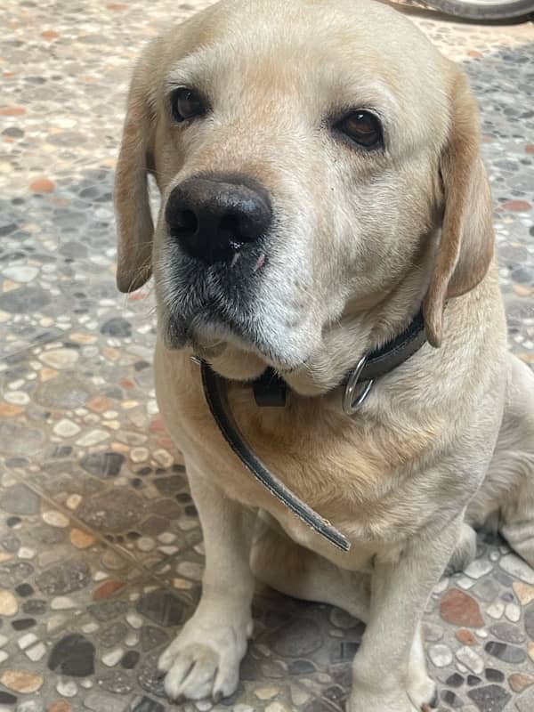 Golden labrador beautiful dog male for sale 3