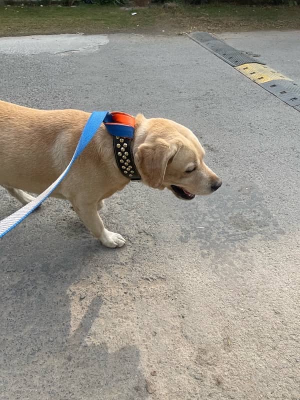 Golden labrador beautiful dog male for sale 5