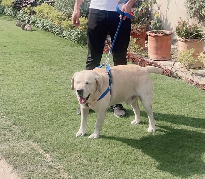 Golden labrador beautiful dog male for sale 6