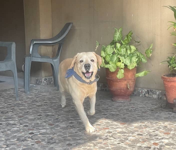 Golden labrador beautiful dog male for sale 7