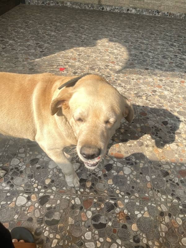 Golden labrador beautiful dog male for sale 9