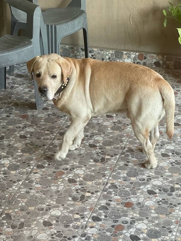 Golden labrador beautiful dog male for sale 10