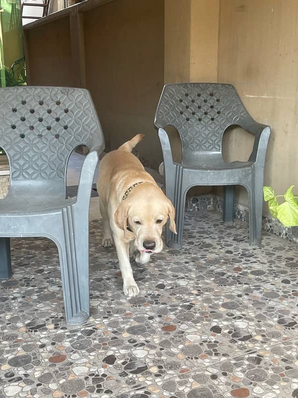 Golden labrador beautiful dog male for sale 12