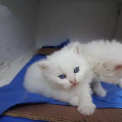 persian cats, male and female both available