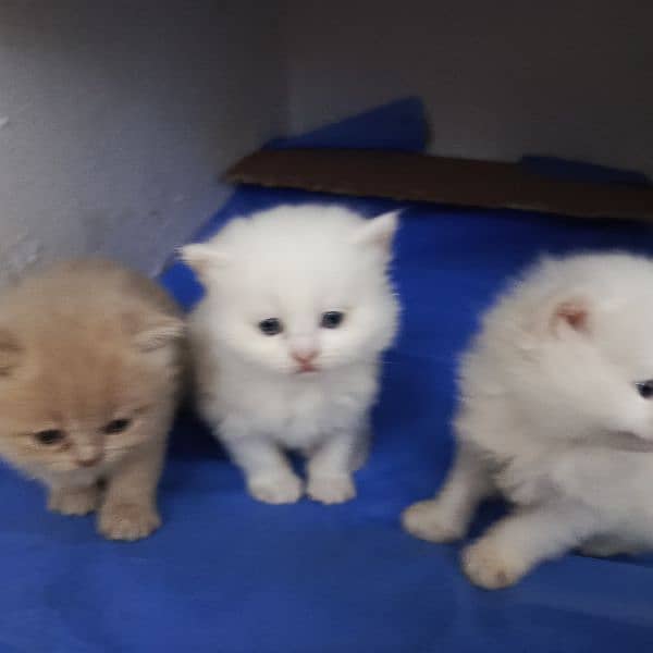 persian cats, male and female both available 1