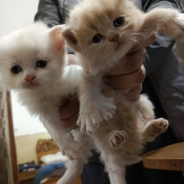 persian cats, male and female both available 2