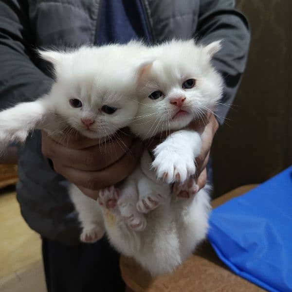 persian cats, male and female both available 3