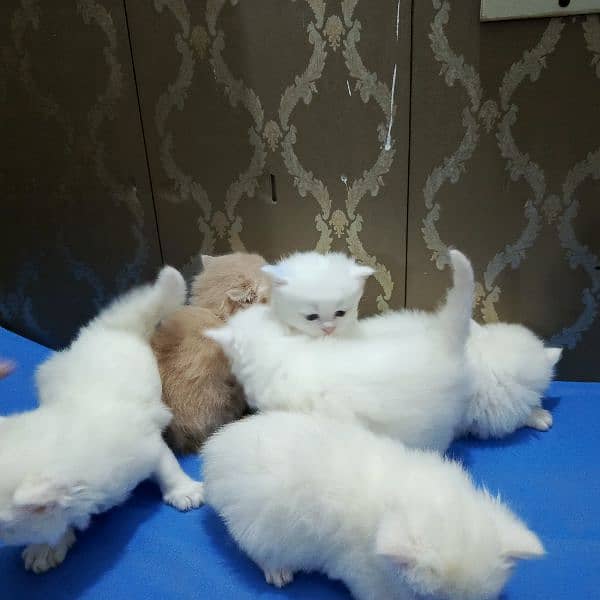 persian cats, male and female both available 4