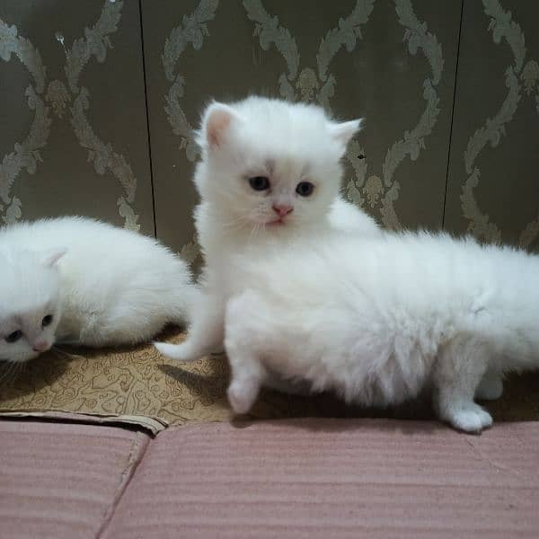 persian cats, male and female both available 5