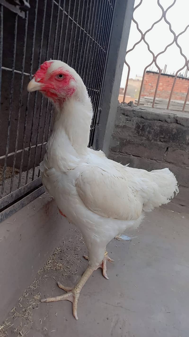 king size o shamo female /high quality/white shamo/pure aseel hen 3