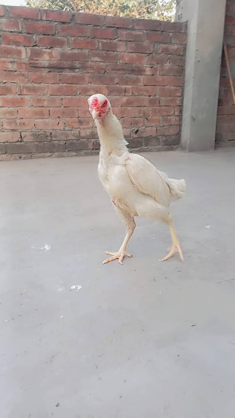 king size o shamo female /high quality/white shamo/pure aseel hen 4