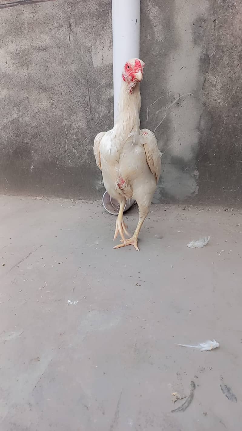 king size o shamo female /high quality/white shamo/pure aseel hen 5