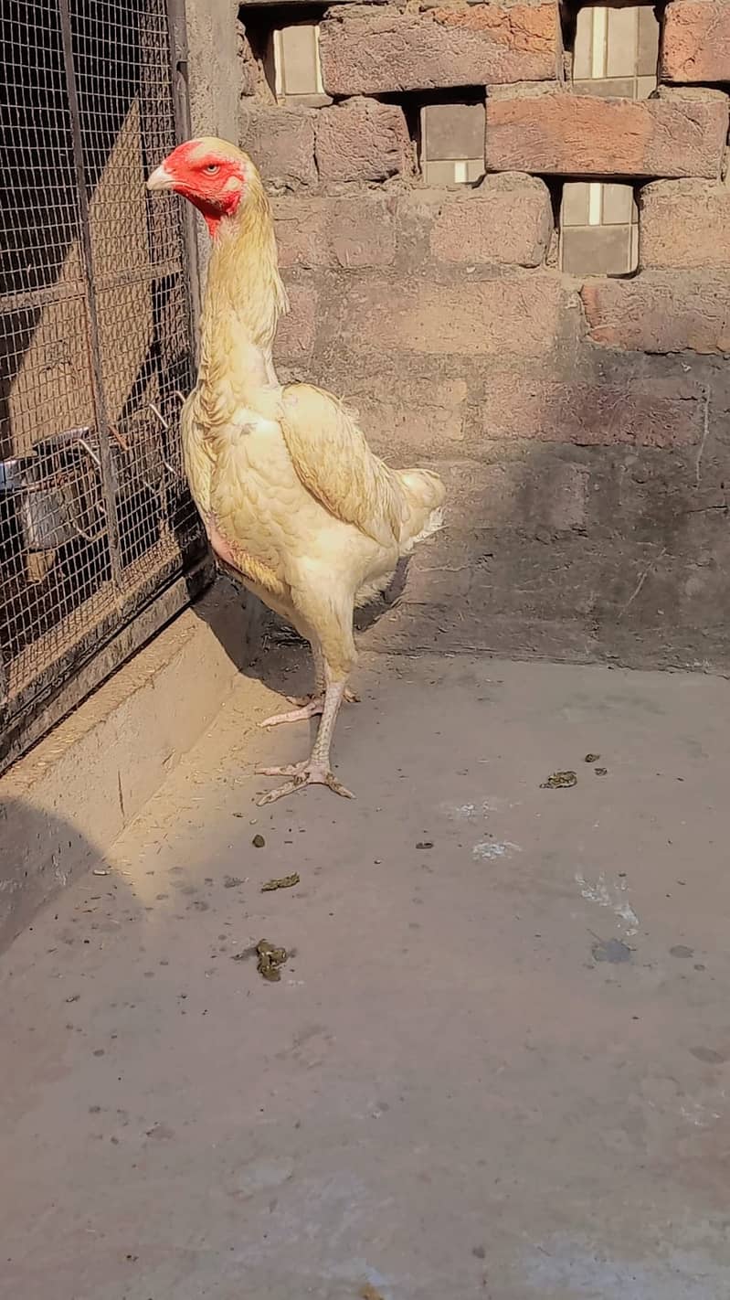 king size o shamo female /high quality/white shamo/pure aseel hen 6