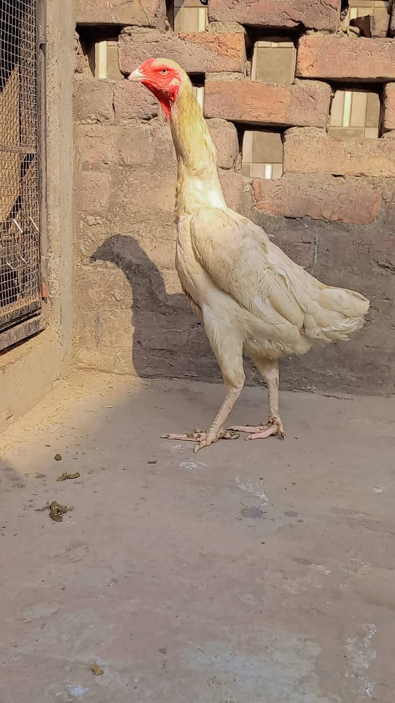 king size o shamo female /high quality/white shamo/pure aseel hen 7