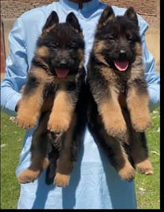 topline show high class quality gsd proper long coat pair for sale