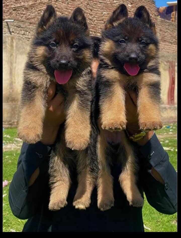 topline show high class quality gsd proper long coat pair for sale 1