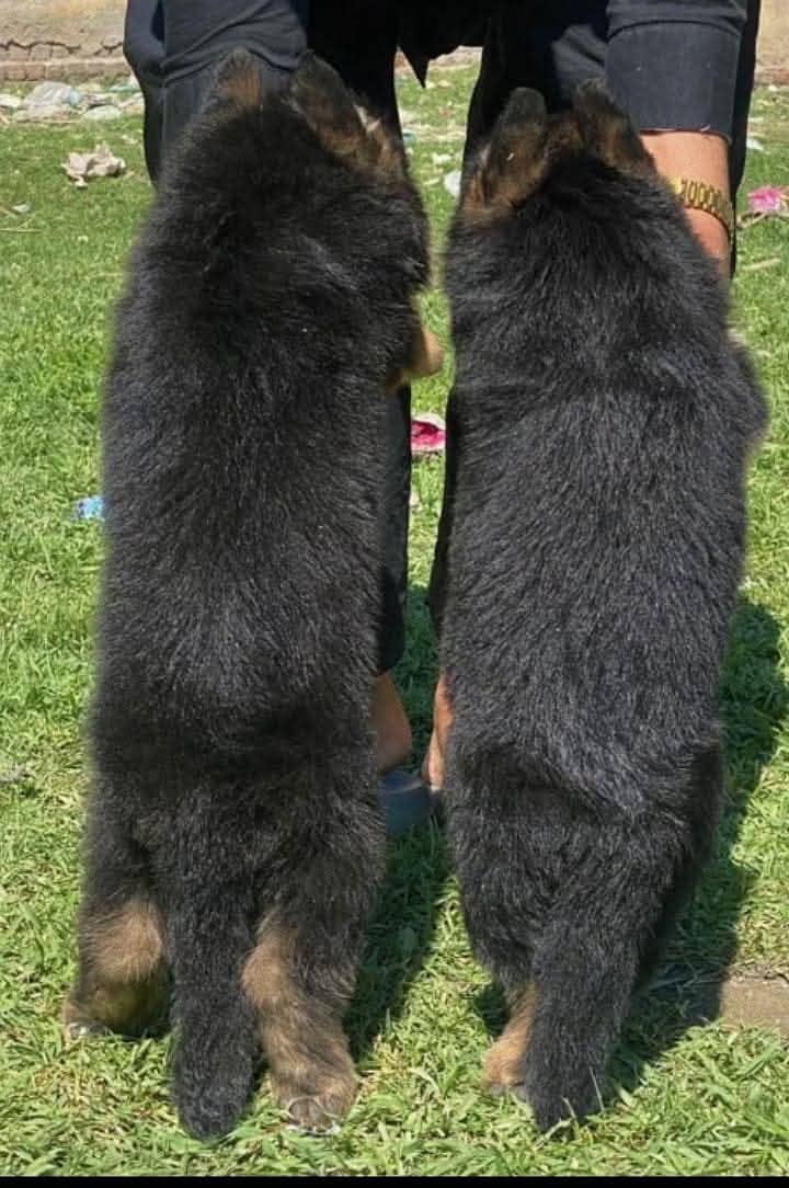 topline show high class quality gsd proper long coat pair for sale 2