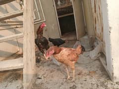 Aseel murga and hens For sale