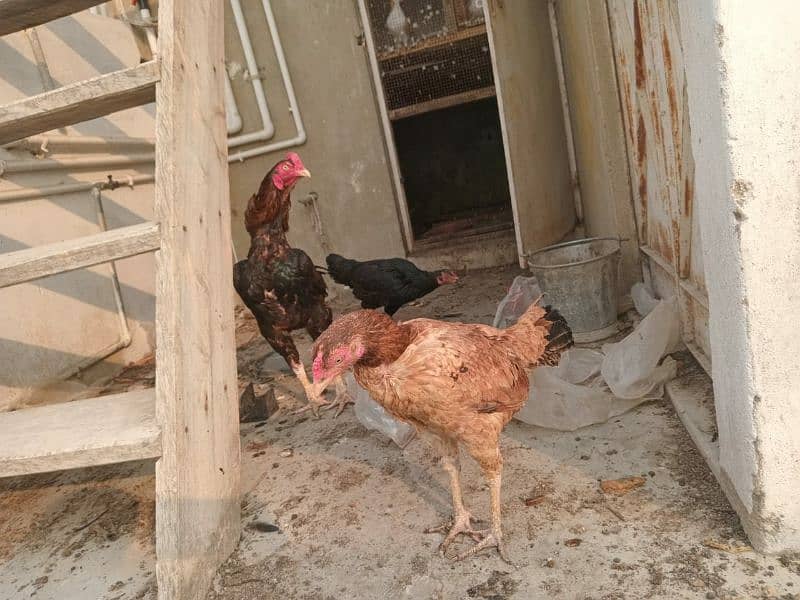 Aseel murga and hens For sale 0