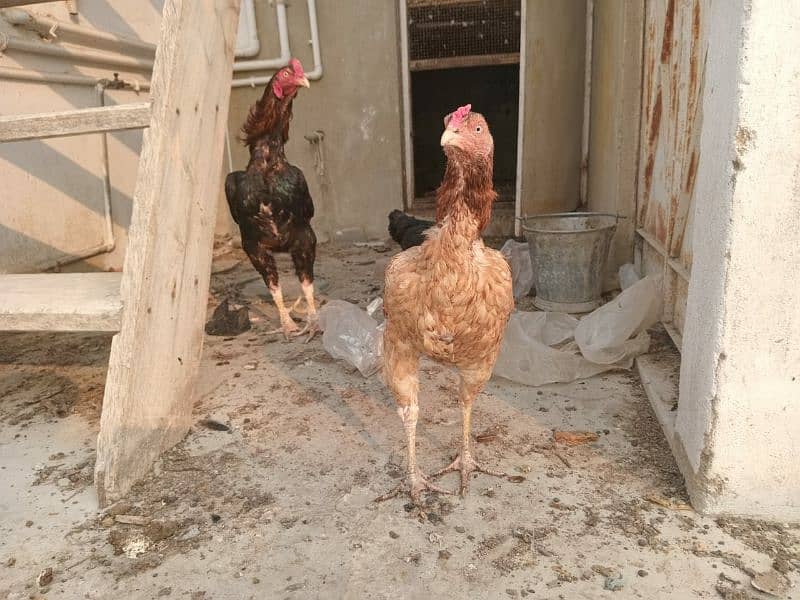 Aseel murga and hens For sale 1